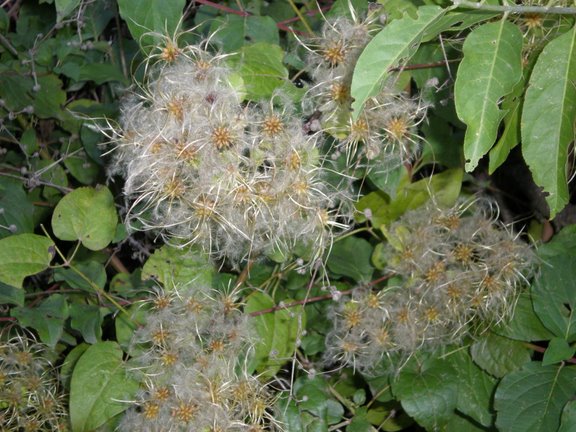 Finalmente son tornate le mie piante! Clematis vitalba